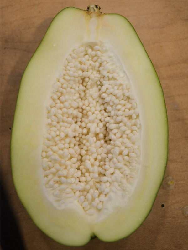 A fruit cut in half showing immature seeds that will turn black and hard  at maturity.
